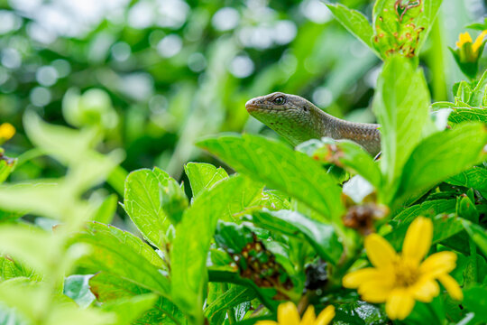 Eutropis longicaudata that is walking on the leaves of a bush plant