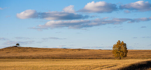 Fototapeta premium Agricultural field after harvesting cereal, autumn landscape in sunny weather. Beautiful autumnal landscape. Yellow field against the blue sky.