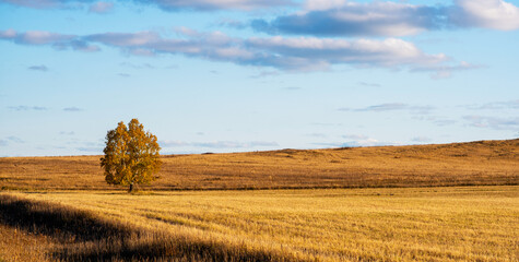 Agricultural field after harvesting cereal, autumn landscape in sunny weather. Beautiful autumnal landscape. Yellow field against the blue sky.