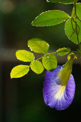 Silhouette purple flower on blur background. Close up and selective focus. Butterfly pea (Clitoria ternatea) used as a decorate, food and herbal medicine. 