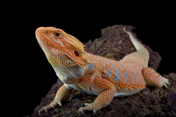 Bearded dragon hanging on a tree bark