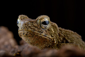 Portrait of an Asian common frog on black background