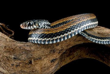Close up photo of a The painted keelback (Xenochrophis cerasogaster)