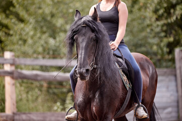 Beautiful Frisian stallion with a long mane
