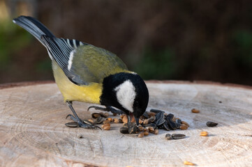 Parus major - Great tit - Mésange charbonnière sur mangeoire à oiseaux