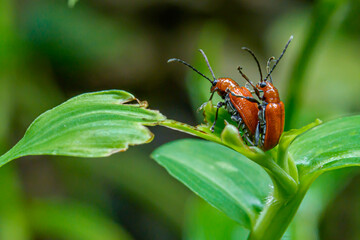 close portrait of scarlet lily beetles matting on green leaves