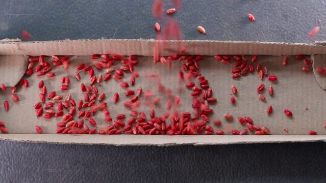 Mouse poison is poured onto a cardboard substrate. Abundantly a lot of rat poison close-up, top view. Poisoned red wheat from rodents is poured into the feeder