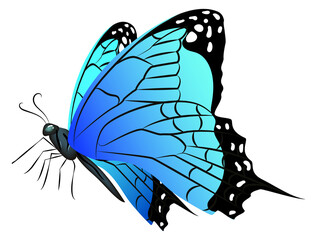Blue wings butterfly. Realistic exotic flying animal