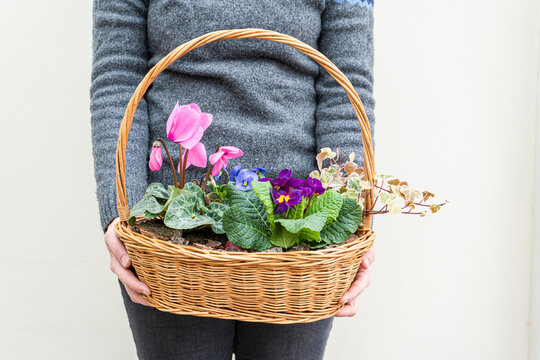 Close-up of a woman holding a basket with pink cyclamen flowers, primroses and ivy