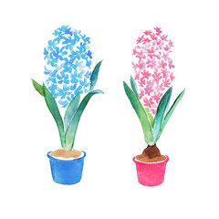 Hyacinth ,  potted flowers, blue hyacinth  pink flower, floral illustration, watercolor illustration