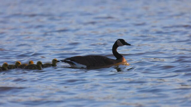Slow Motion Shot Of Canada Goose And Baby Geese Swimming Together In Wavy Lake - Arvada, Colorado