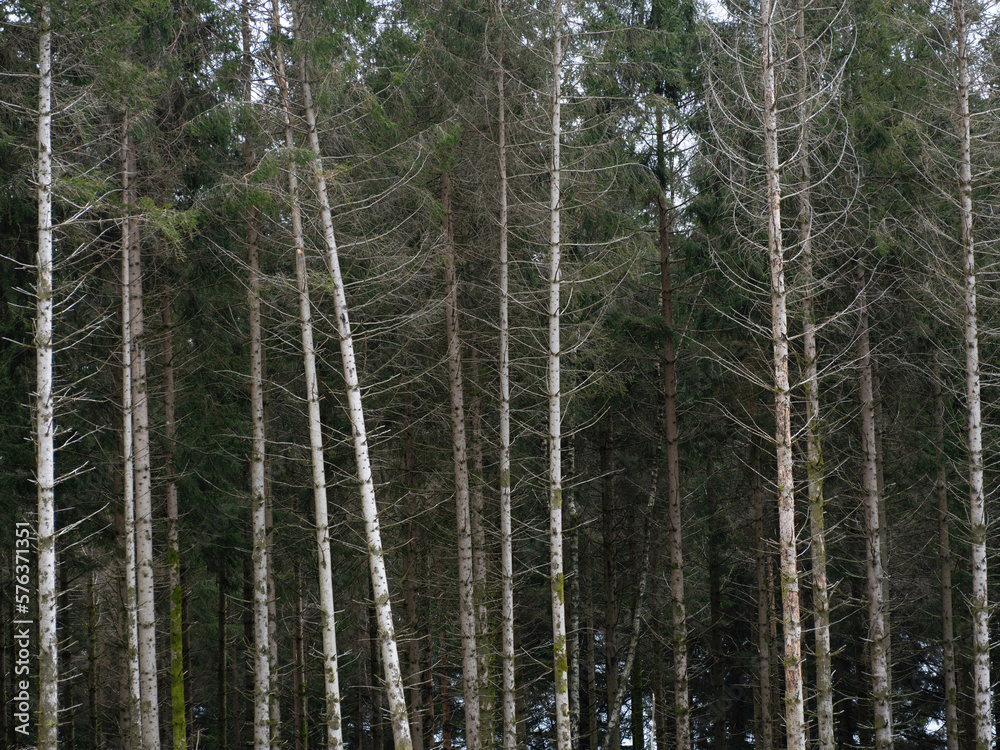 Wall mural une parcelle de forêt de sapin dans le morvan