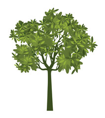 Green Tree Isolated. Plant and Vector Illustration.