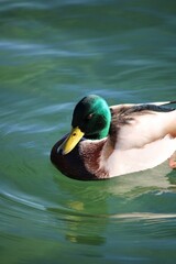 duck on the water