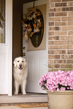 A golden retriever standing in the doorway of his home
