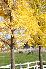 animal in wildlife nature