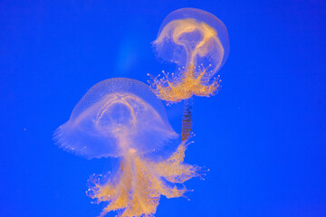 animal in wildlife nature