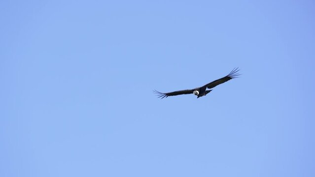 Andean Condor (Vultur gryphus) with adult plumage flying over the Andes mountains with blue sky. Slow motion.