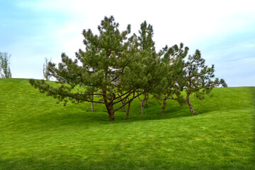 Fototapeta na wymiar Young pine trees on a green lawn in the park.