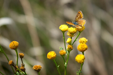 Beautiful butterfly on a wild flower close-up.
