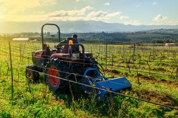farmer mulching growth in the vineyard with tractor
