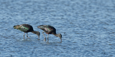 ibis facinelle - Plegadis falcinellus
