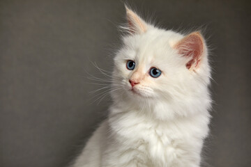 A small fluffy white kitten on a gray background, the kitten looks to the side while sitting on a gray background close-up