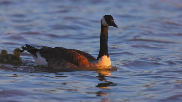 Slow Motion Shot Of Cute Goslings And Parents Swimming Together In Wavy Lake - Arvada, Colorado