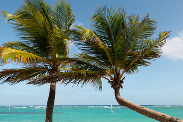 Kokospalmen am Meer in der Karibik
