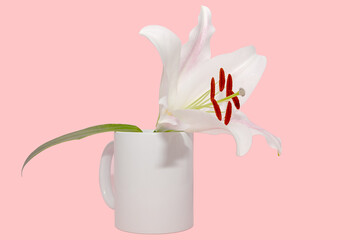 White lily flower close-up on a pink background. The mug is white.