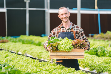 Hydroponic vegetable garden owner Caucasians are harvesting fresh organic salads. in the greenhouse vegetable garden Check the quality of vegetables and record the growth of hydroponic vegetables.