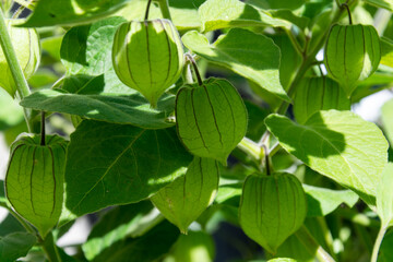 Golden Berry (Physalis)
