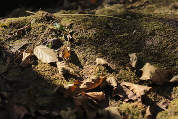 dead leaves on the ground