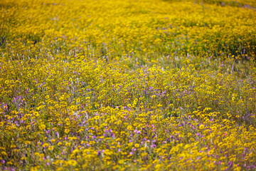 Beautiful spring yellow meadow