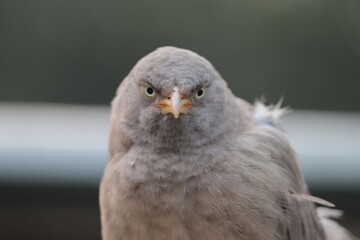 Grumpy bird