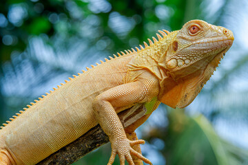 Green iguana photographed at a tourist park
