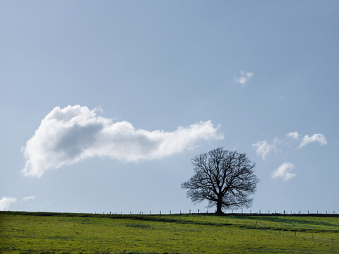 Un arbre Chêne isolé sur le haut d'une colline en hiver avec un nuage dans le ciel