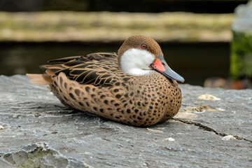 duck on the river © Riadi