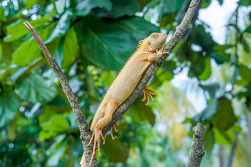 Green iguana photographed at a tourist park