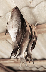 Fresh salted fish dries in the attic.