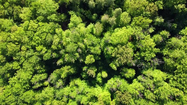 Aerial footage of slow vertical flight over lush green treetops in the forest in spring