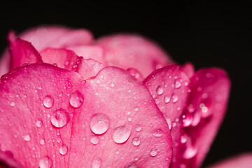 Pétales de rose rose avec des gouttes d'eau sur fond noir, gros plan