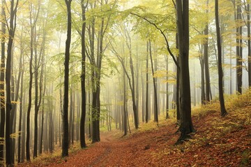 Autumn beech forest on a rainy, foggy weather, Poland