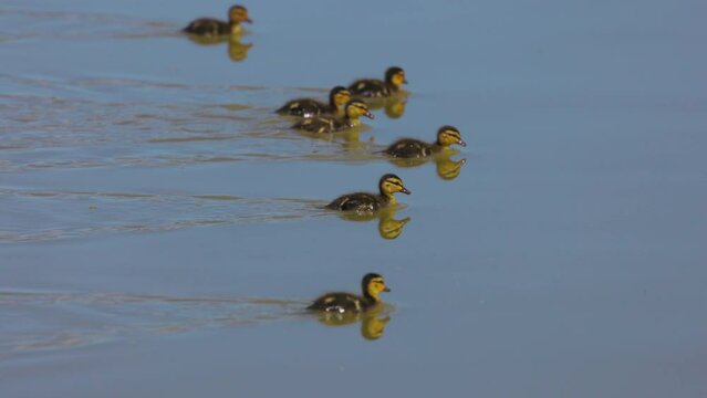 Slow Motion Shot Of Cute Gaggle Of Goslings Swimming Together On Sunny Day - Arvada, Colorado