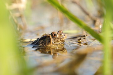 Frog in a pond during mating season on a sunny spring morning - 576383708