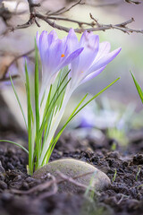 Crocus (crocus vernus) , purple spring flower on natural ground, Crocus Iridaceae