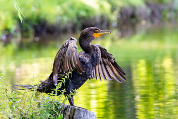 grand cormoran &agrave; aigrette