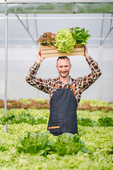 Naklejka na ściany i meble Hydroponic vegetable garden owner Caucasians are harvesting fresh organic salads. in the greenhouse vegetable garden Check the quality of vegetables and record the growth of hydroponic vegetables.