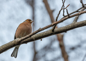 Chaffinch (Fringilla coelebs)