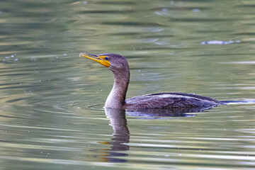 grand cormoran &agrave; aigrette